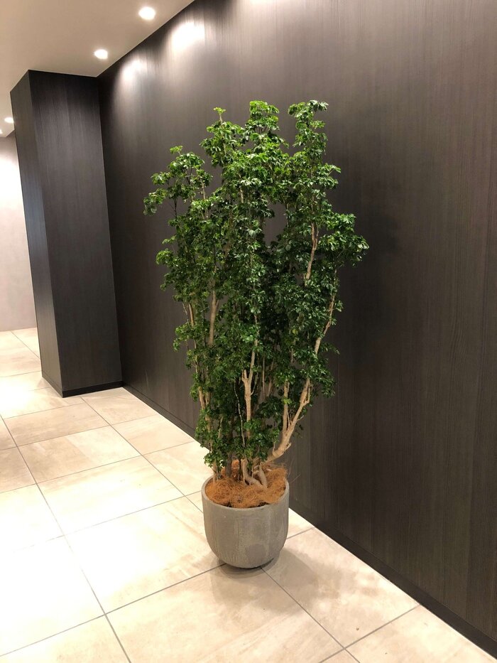 大阪市内オフィス フェイクグリーン4