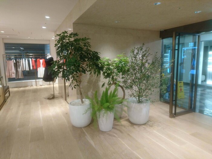 大阪市内 レンタルグリーン4