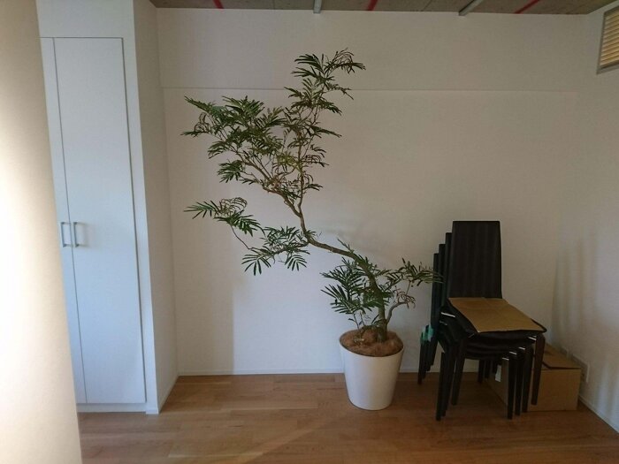 短期レンタルグリーン2