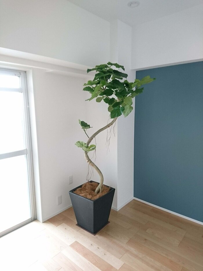 短期レンタルグリーン4