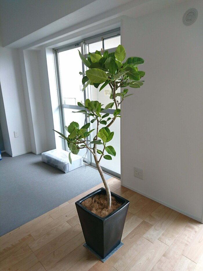 短期レンタルグリーン5