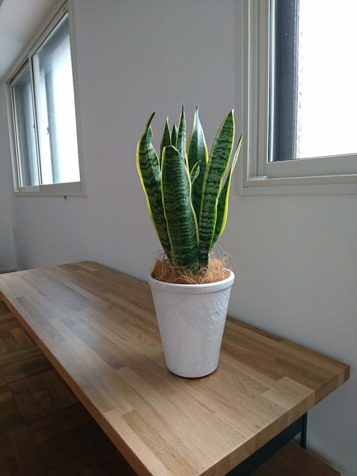 短期レンタルグリーン7