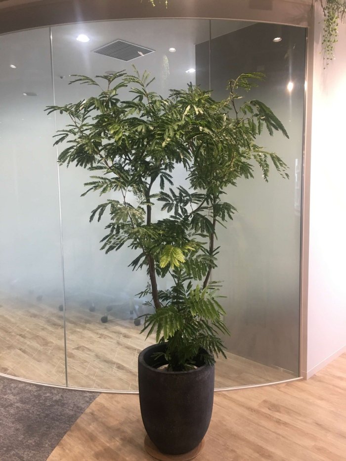 大阪市内オフィス特殊鉢2