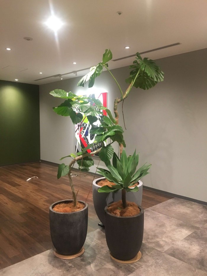 大阪市内オフィス特殊鉢1