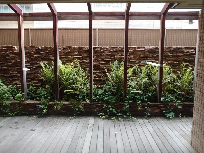 豊中市内レジデンス植栽改修 改修前