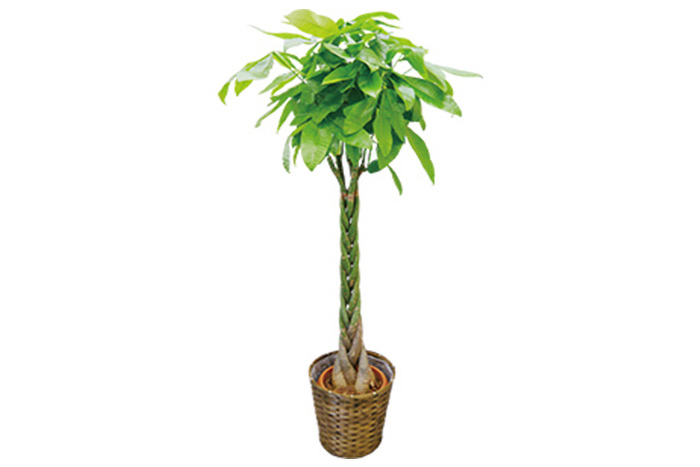 観葉植物 パキラ10号