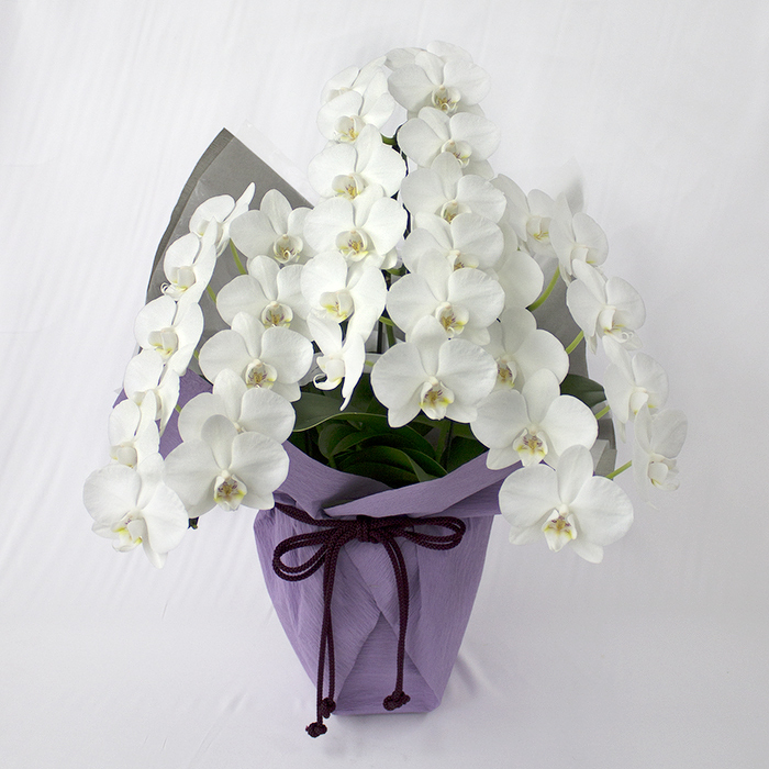 胡蝶蘭 3本立ち お供えラッピング