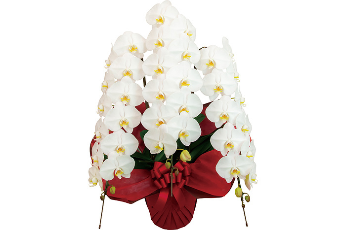 胡蝶蘭 3本立ち