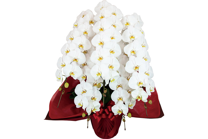 胡蝶蘭 5本立ち