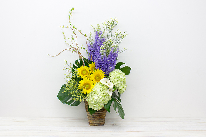 観葉ドラセナカンボジアナ