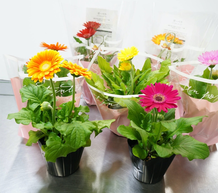 大阪市内　花苗納品